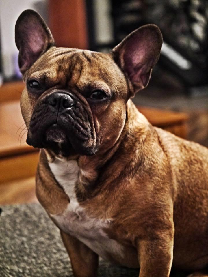 Fransk bulldog Mojo billede 24