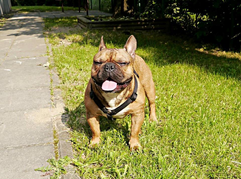 Fransk bulldog Mojo billede 25