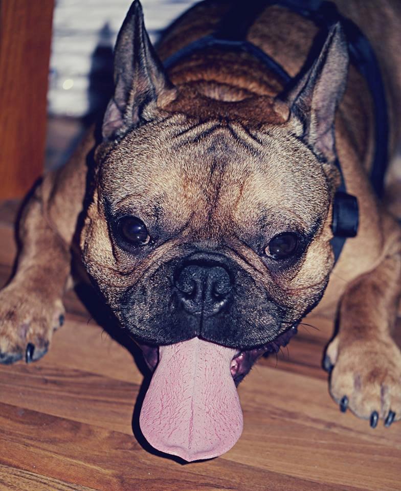 Fransk bulldog Mojo billede 26