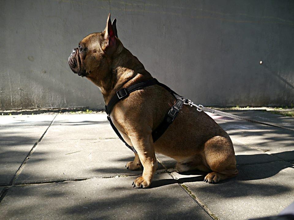 Fransk bulldog Mojo billede 27