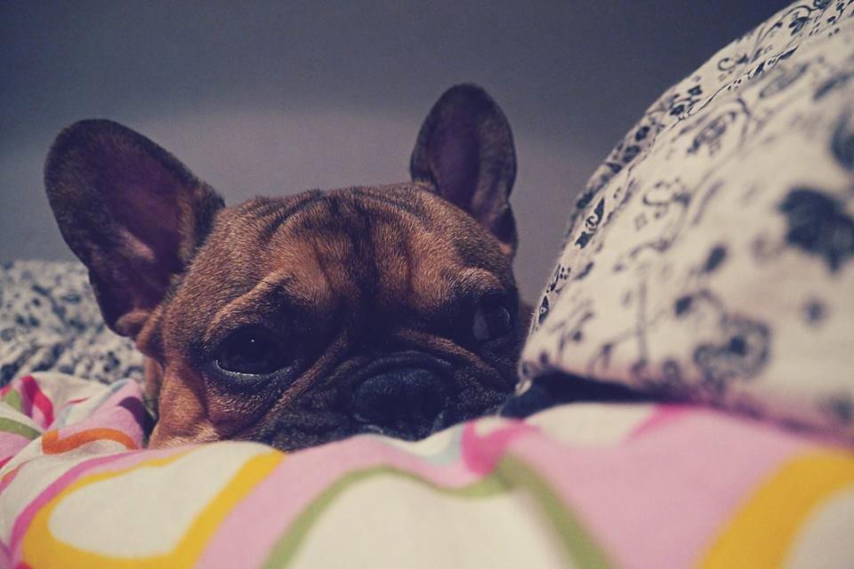 Fransk bulldog Mojo billede 28