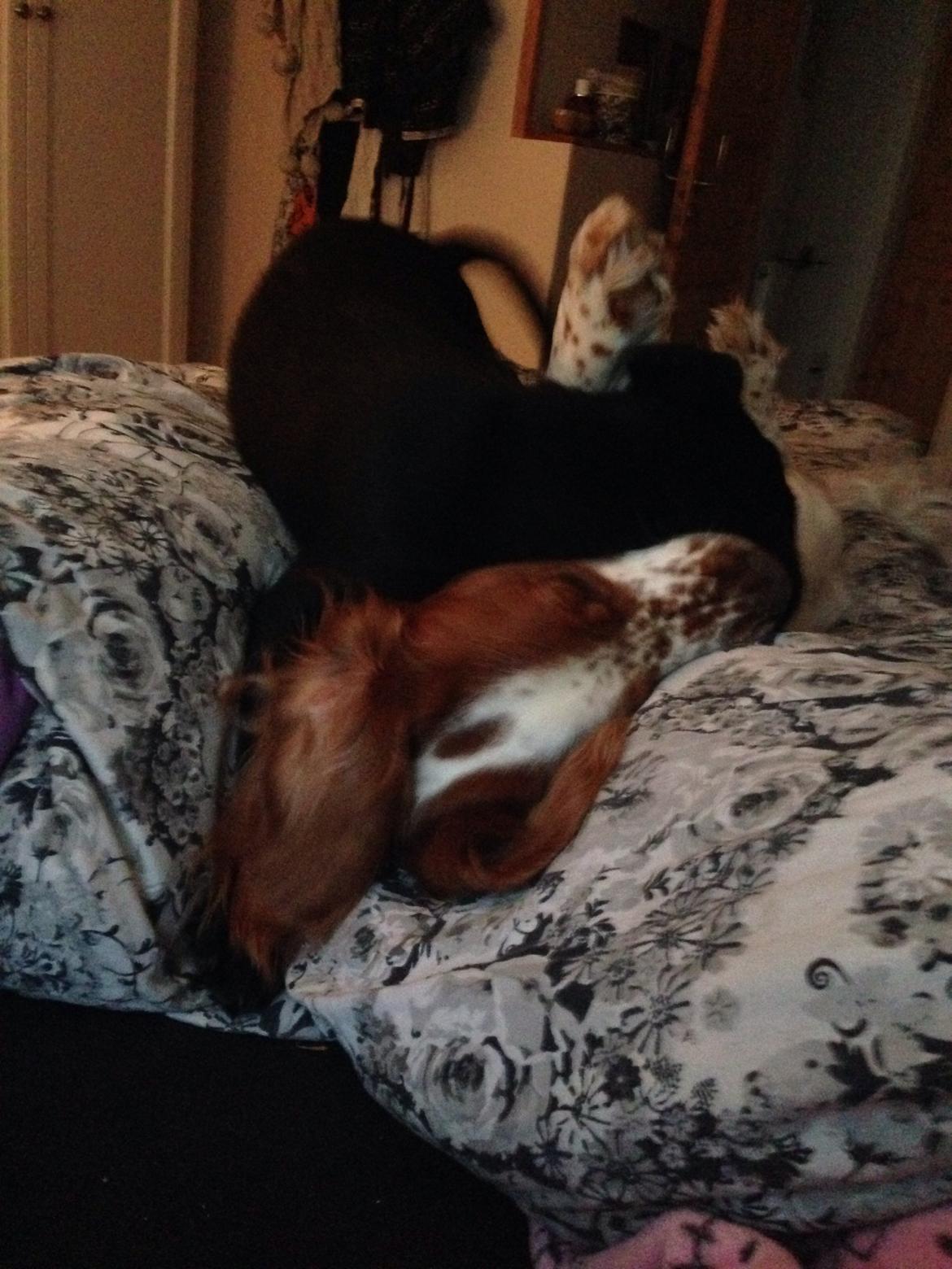 Welsh springer spaniel Flicka † billede 29