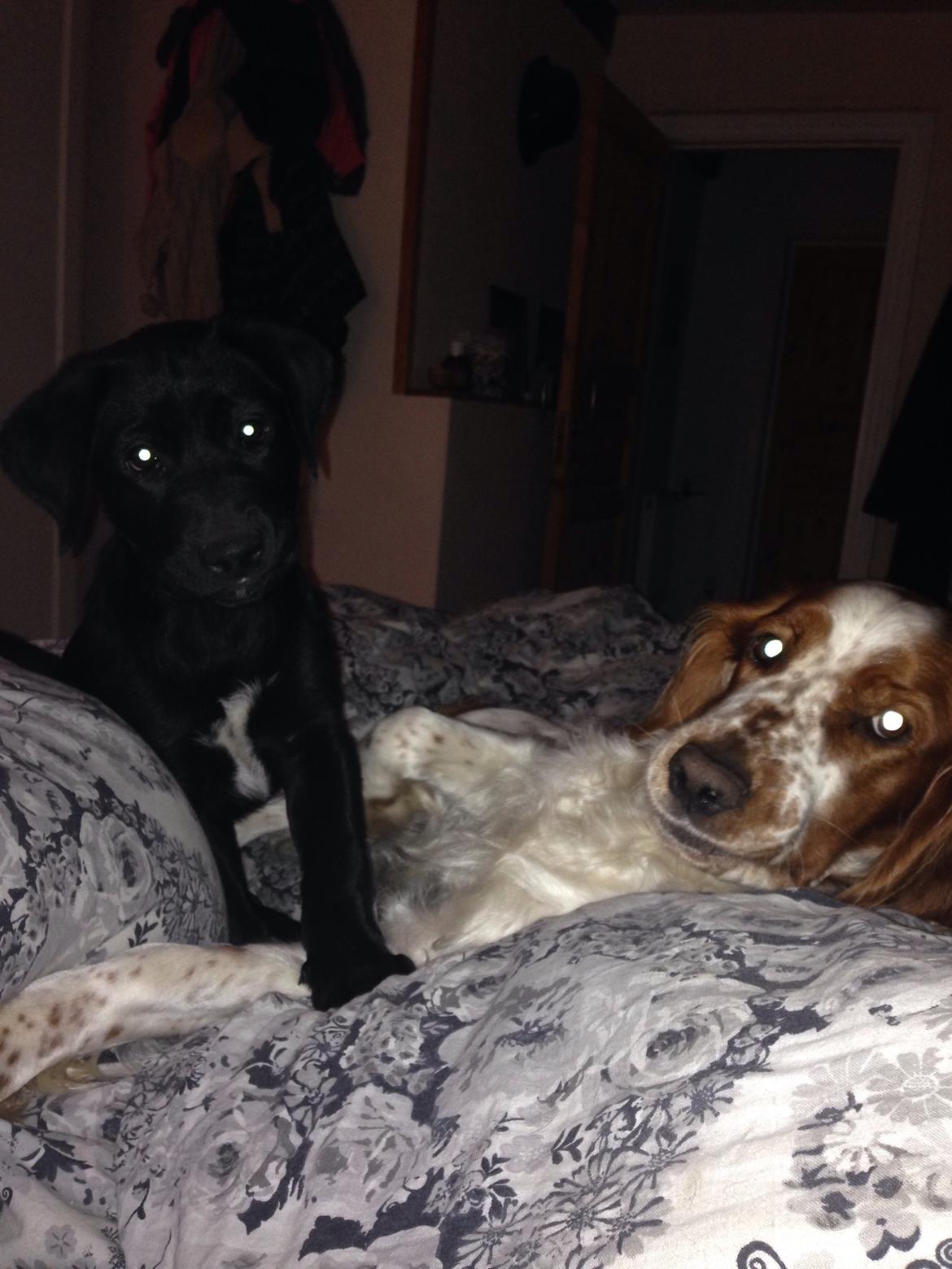 Welsh springer spaniel Flicka † billede 30