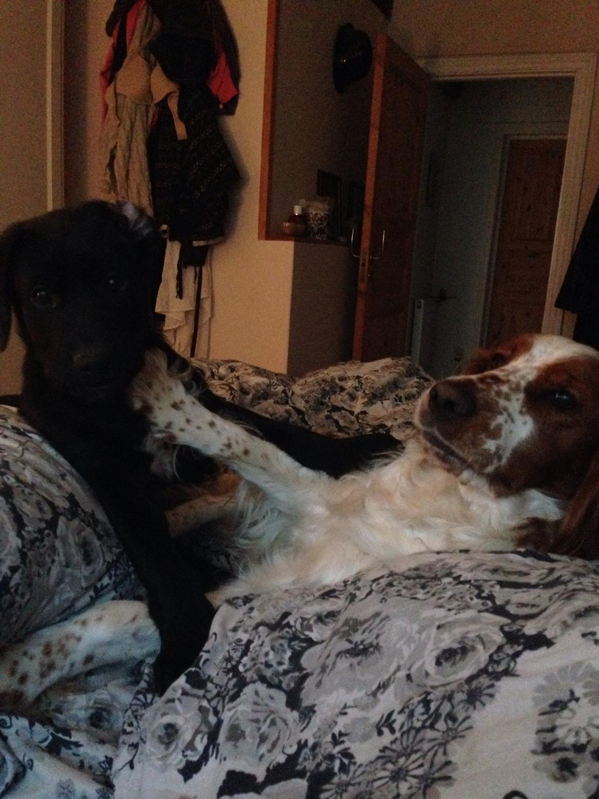 Welsh springer spaniel Flicka † billede 31