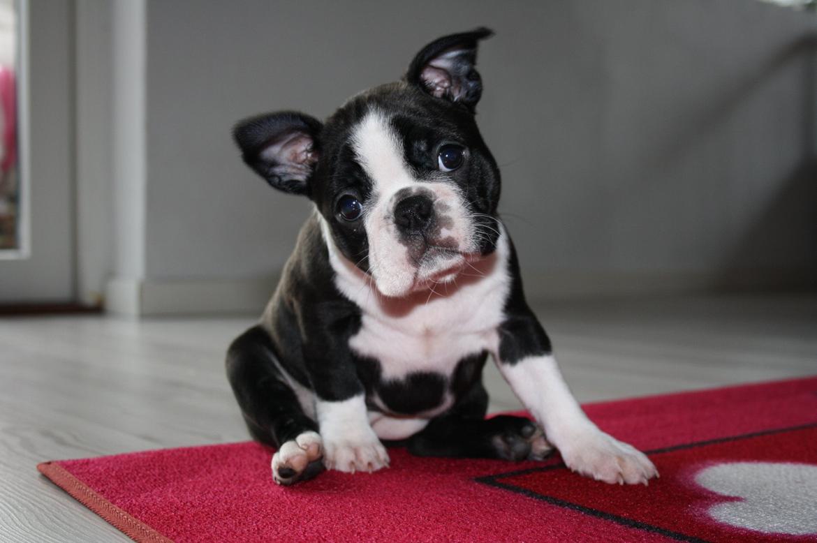Boston terrier Beautiful Aya vom Greifenring - 8 uger billede 4