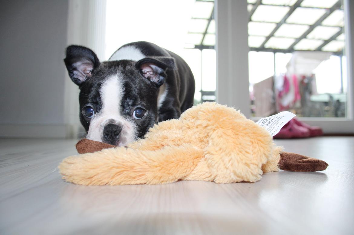 Boston terrier Beautiful Aya vom Greifenring - 8 uger billede 5