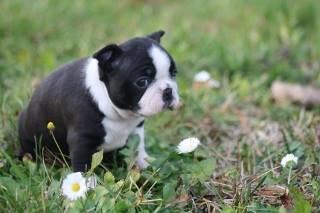 Boston terrier Beautiful Aya vom Greifenring - Aya 5 uger.  billede 6