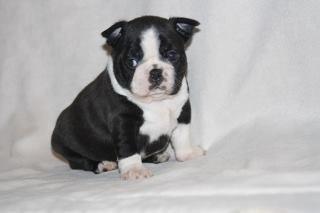 Boston terrier Beautiful Aya vom Greifenring - 4 uger  billede 8