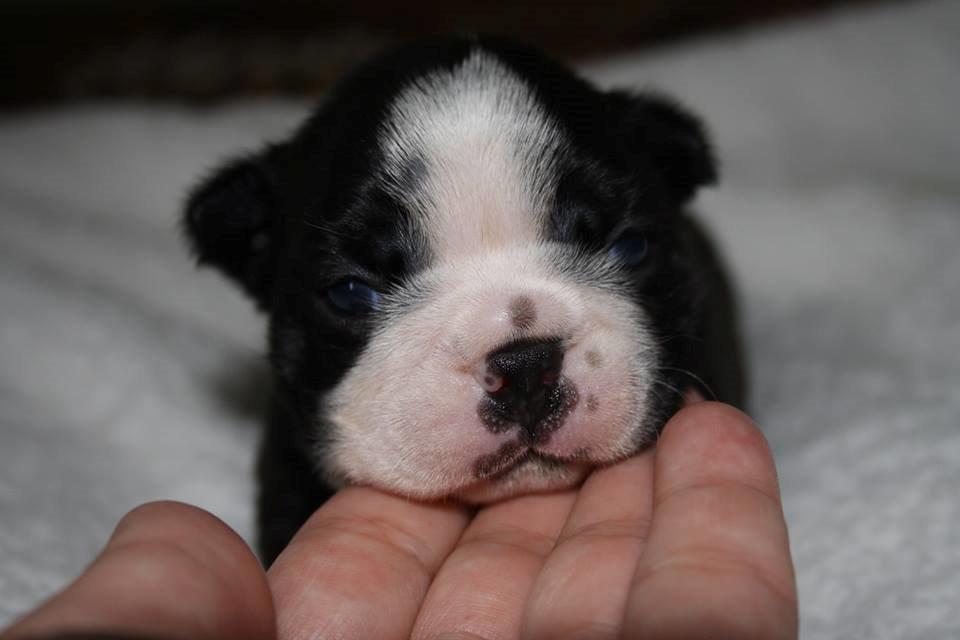 Boston terrier Beautiful Aya vom Greifenring - 3 uger billede 11