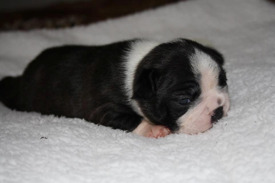 Boston terrier Beautiful Aya vom Greifenring - En lille Aya på to uger ca. billede 13
