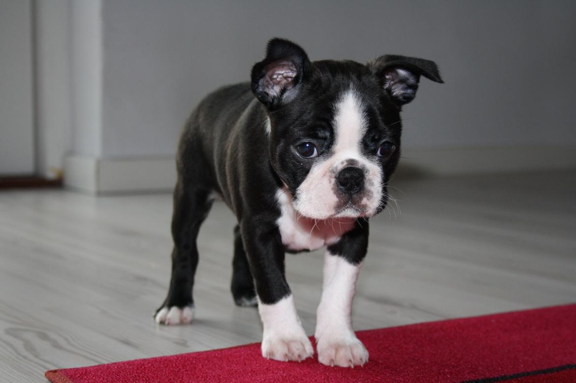 Boston terrier Beautiful Aya vom Greifenring billede 14
