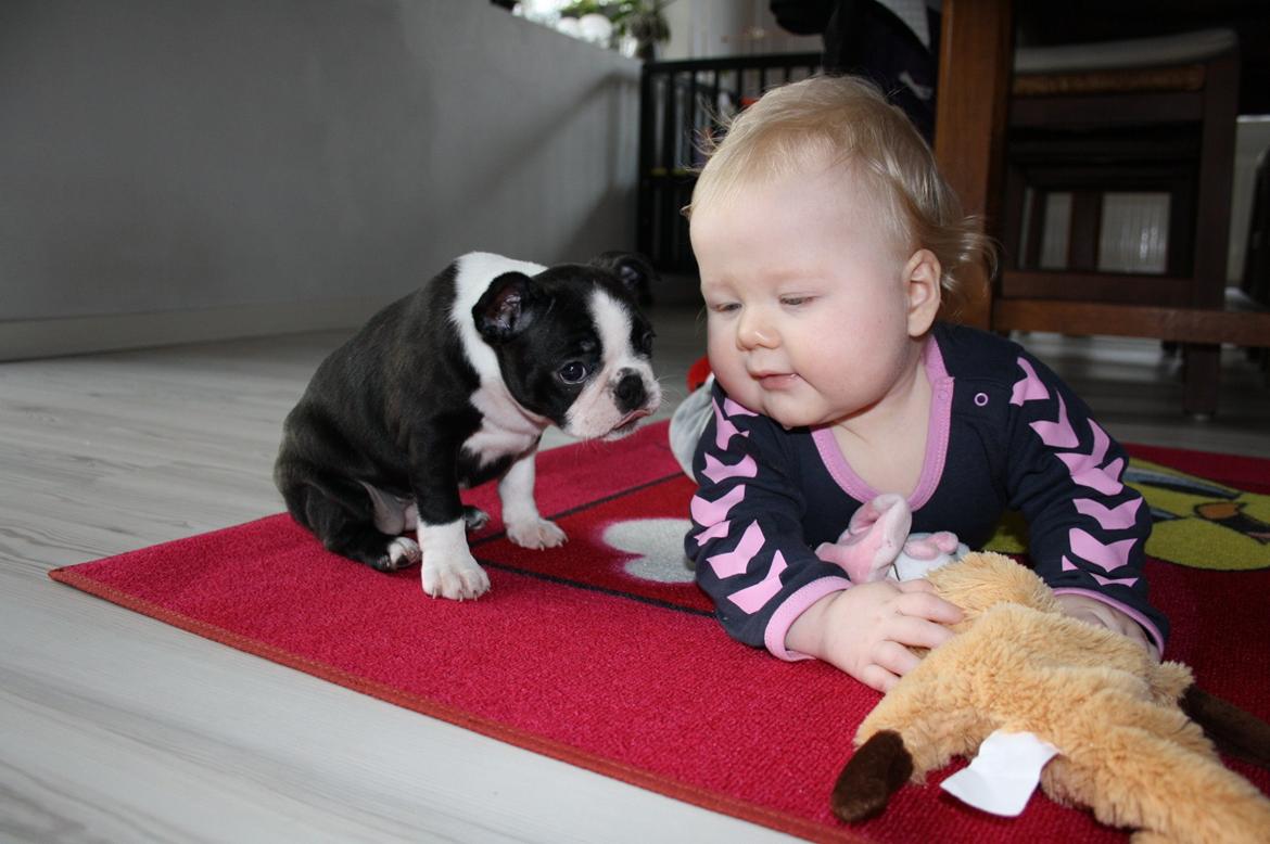 Boston terrier Beautiful Aya vom Greifenring - Møder lillesøster første gang. Kærlighed ved første blik. billede 15