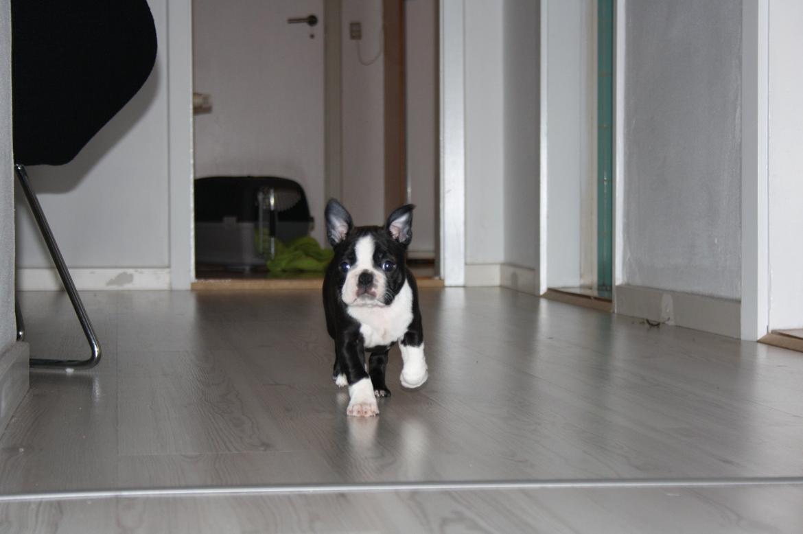 Boston terrier Beautiful Aya vom Greifenring - Fuld  fart frem :) 8 uger billede 16