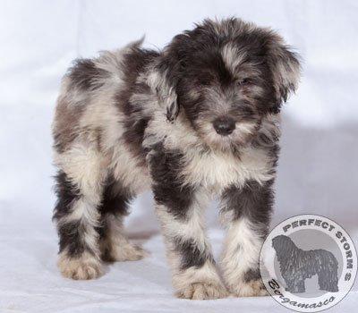 Cane Da Pastore Bergamasco Kaldenavn "Cane" billede 1