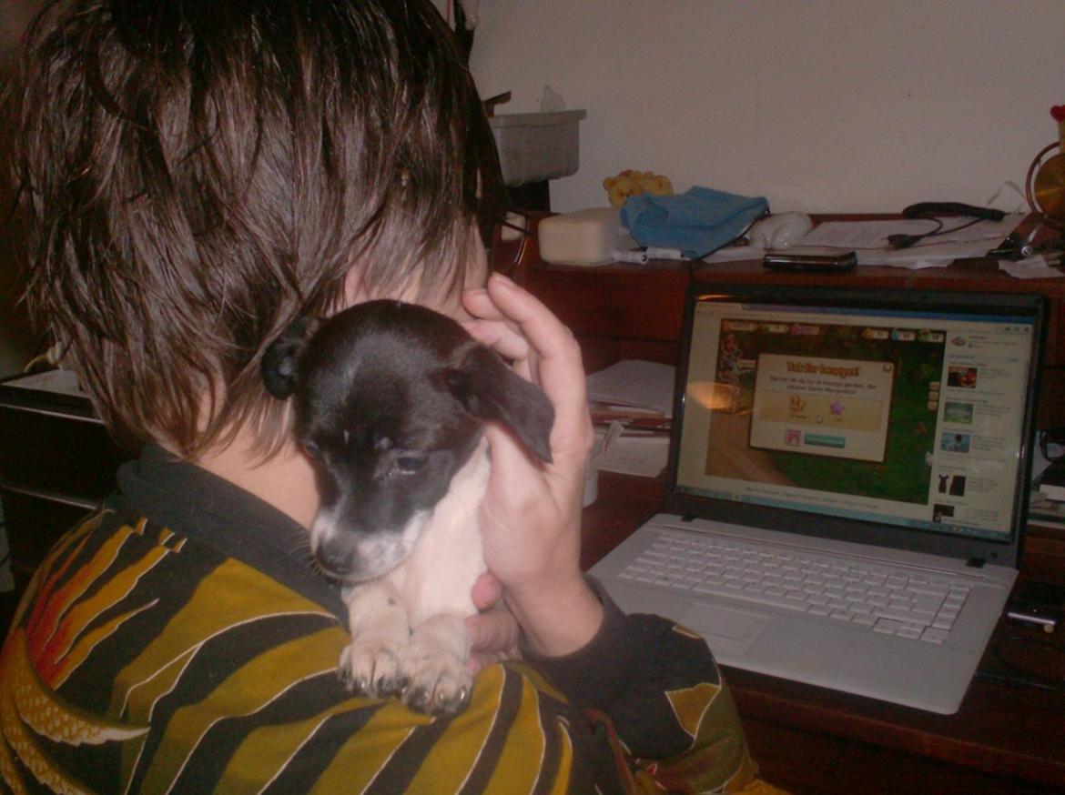 Dansk svensk gaardhund Laisa billede 1