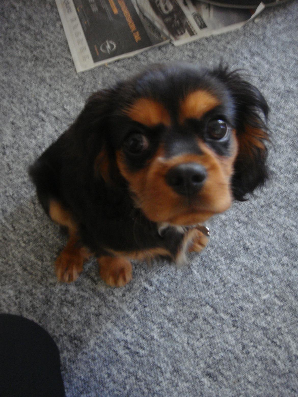 Cavalier king charles spaniel Choko - Choko 18 uger billede 4