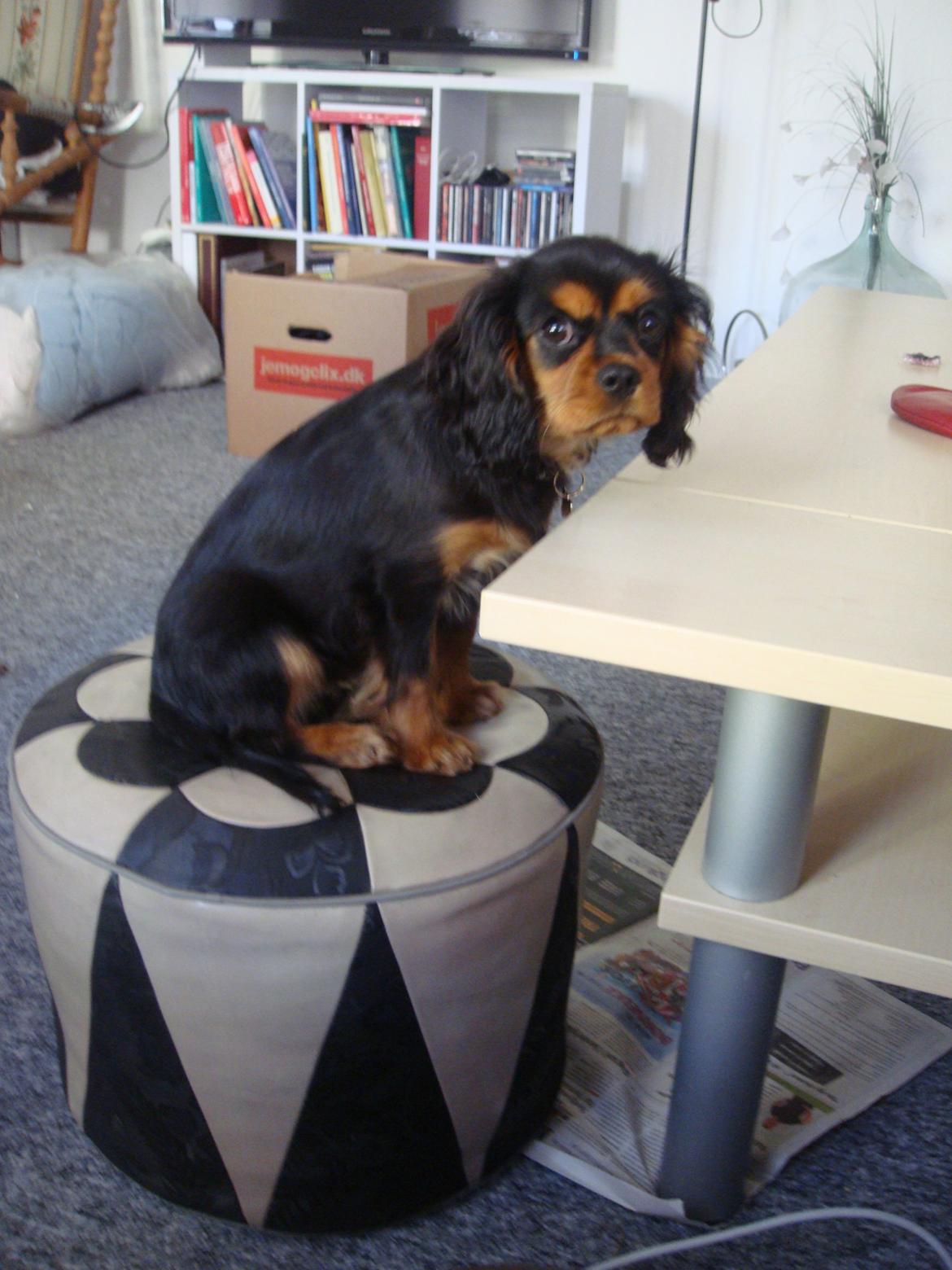 Cavalier king charles spaniel Choko - Choko sidder med ved sofabordet :D Det gør hun ret ofte (18 uger) billede 5