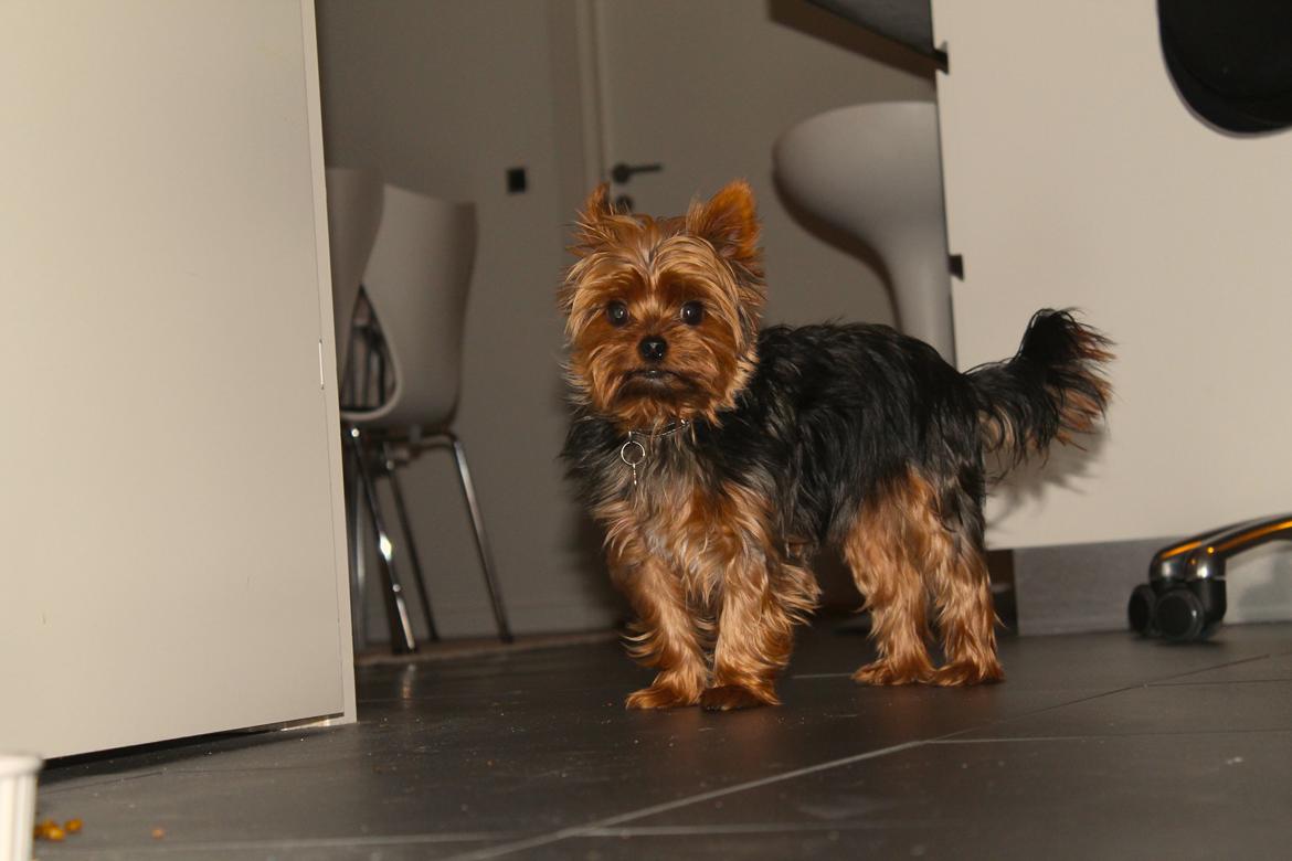 Yorkshire terrier Nemo billede 1