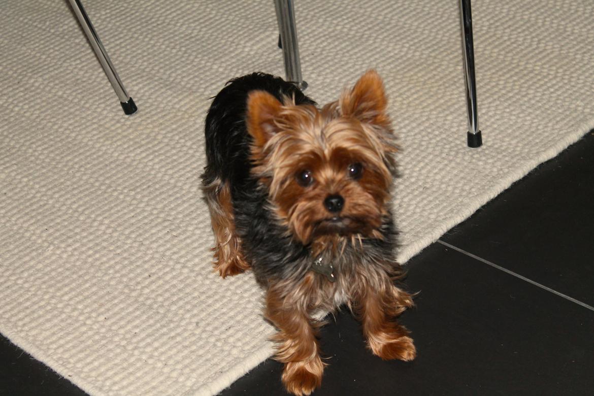 Yorkshire terrier Nemo billede 2