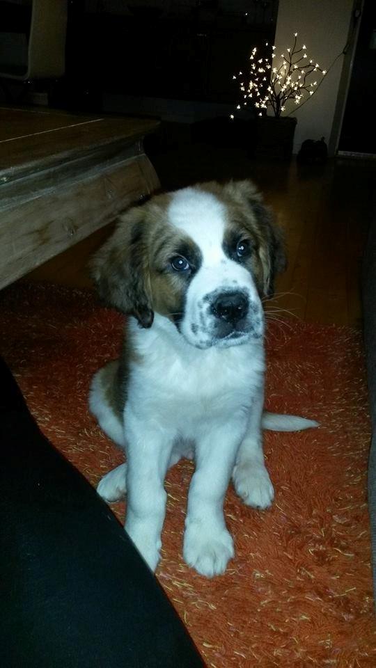 Blanding af racer Kenzo - 10 uger billede 20