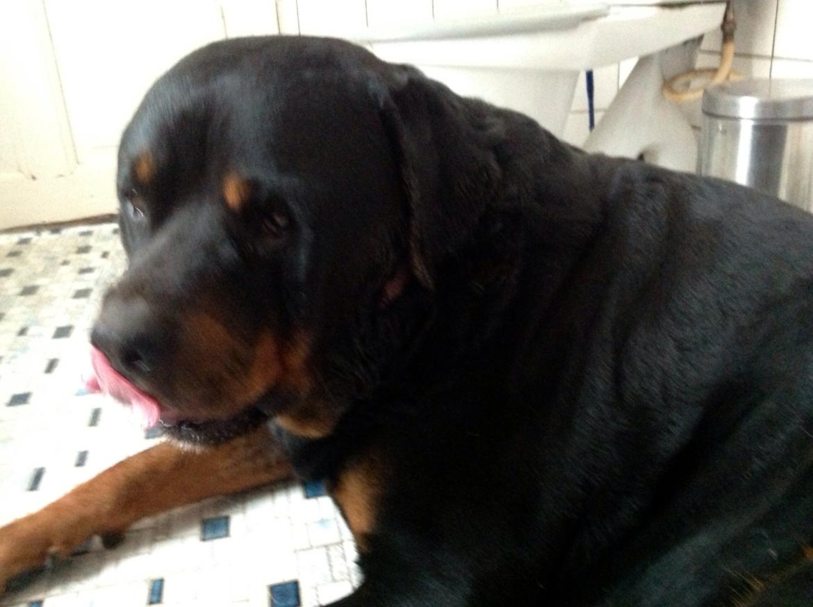 Rottweiler Futte billede 3