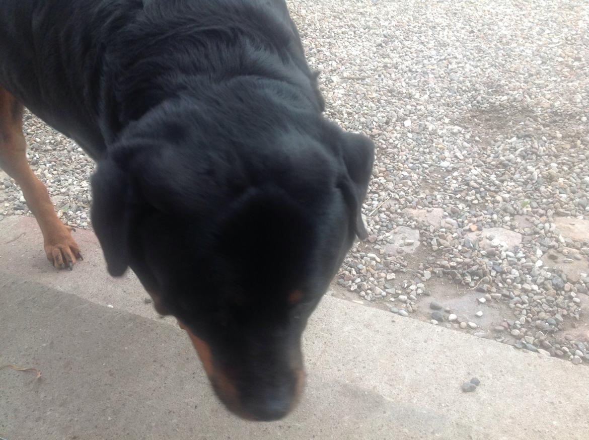 Rottweiler Futte billede 6