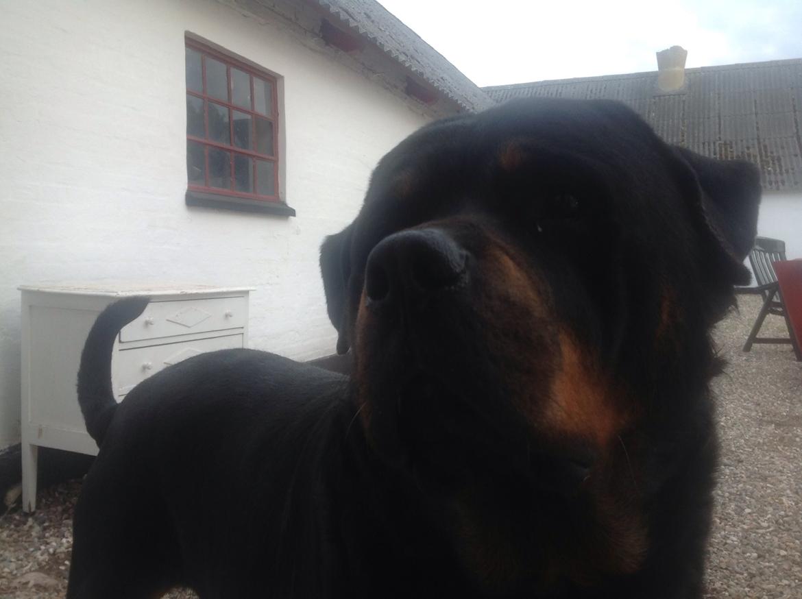Rottweiler Futte billede 7