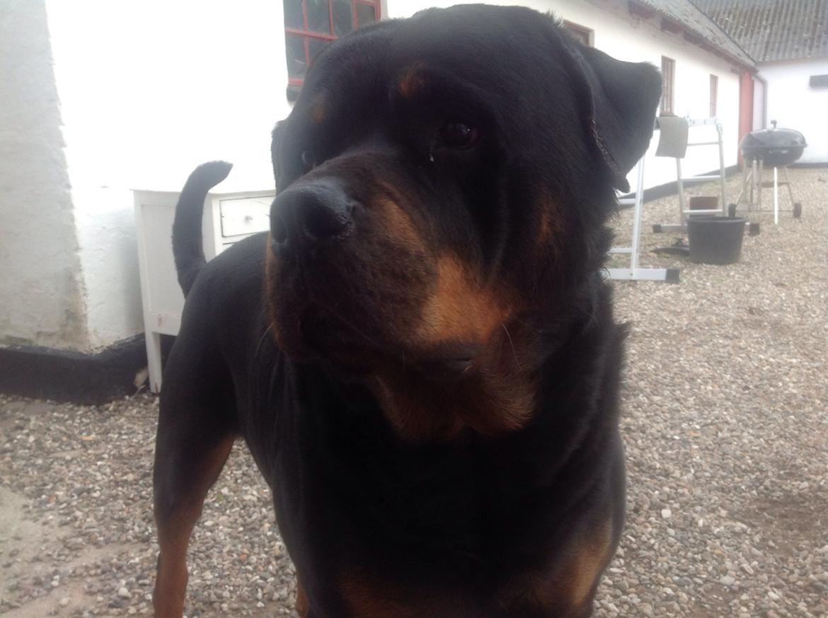 Rottweiler Futte billede 8