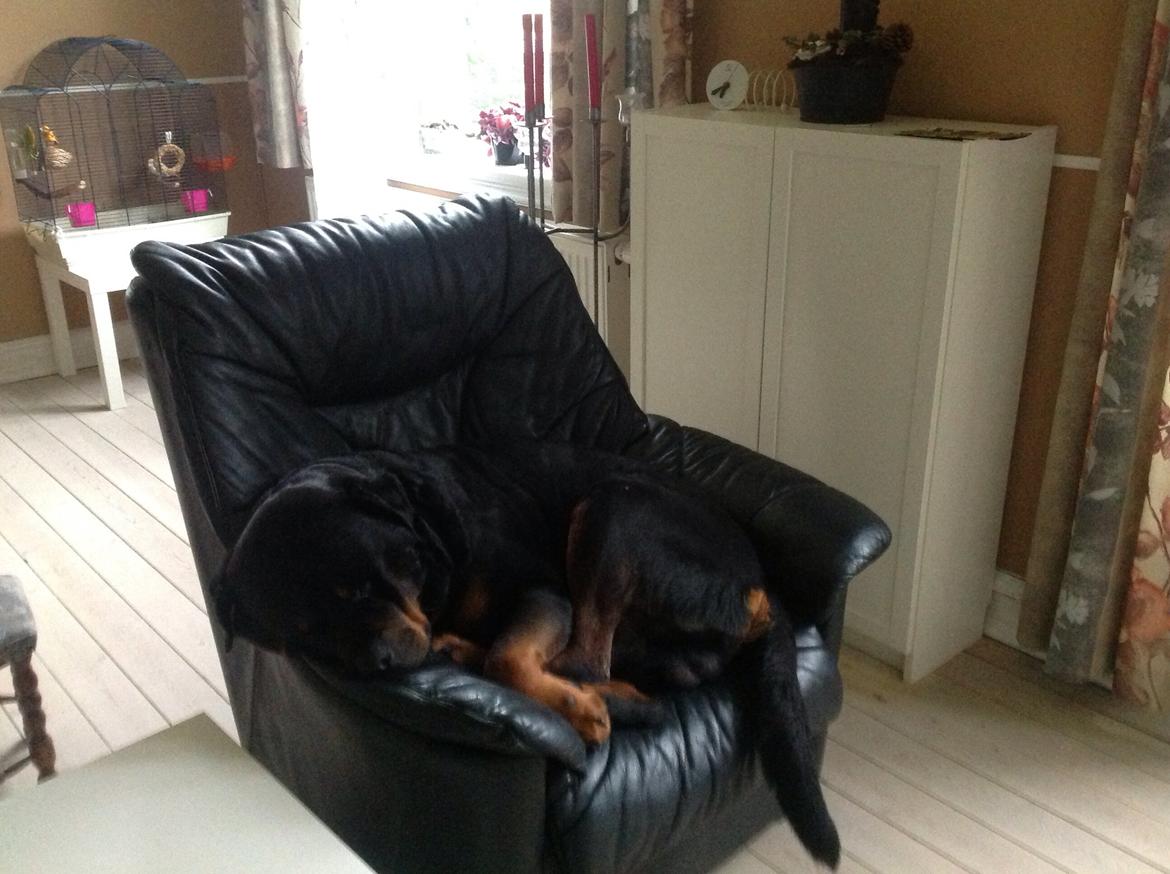 Rottweiler Futte billede 11