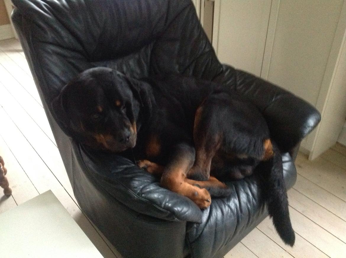 Rottweiler Futte billede 13