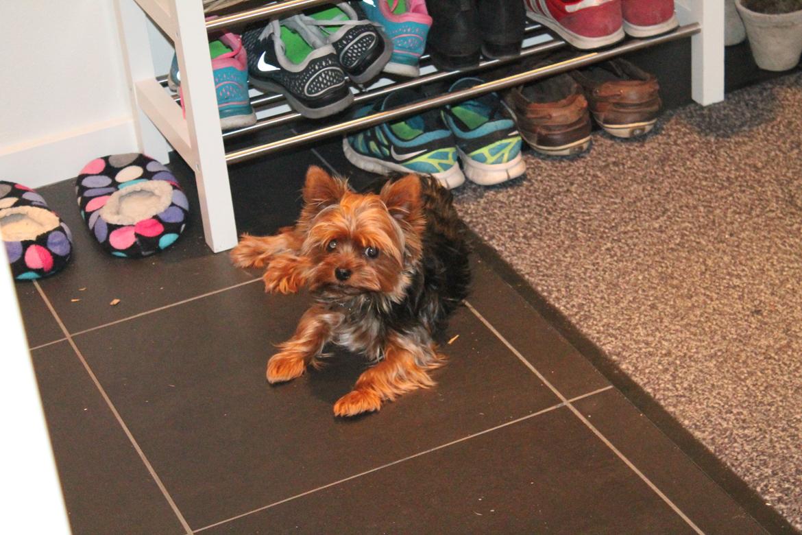 Yorkshire terrier Nemo billede 3