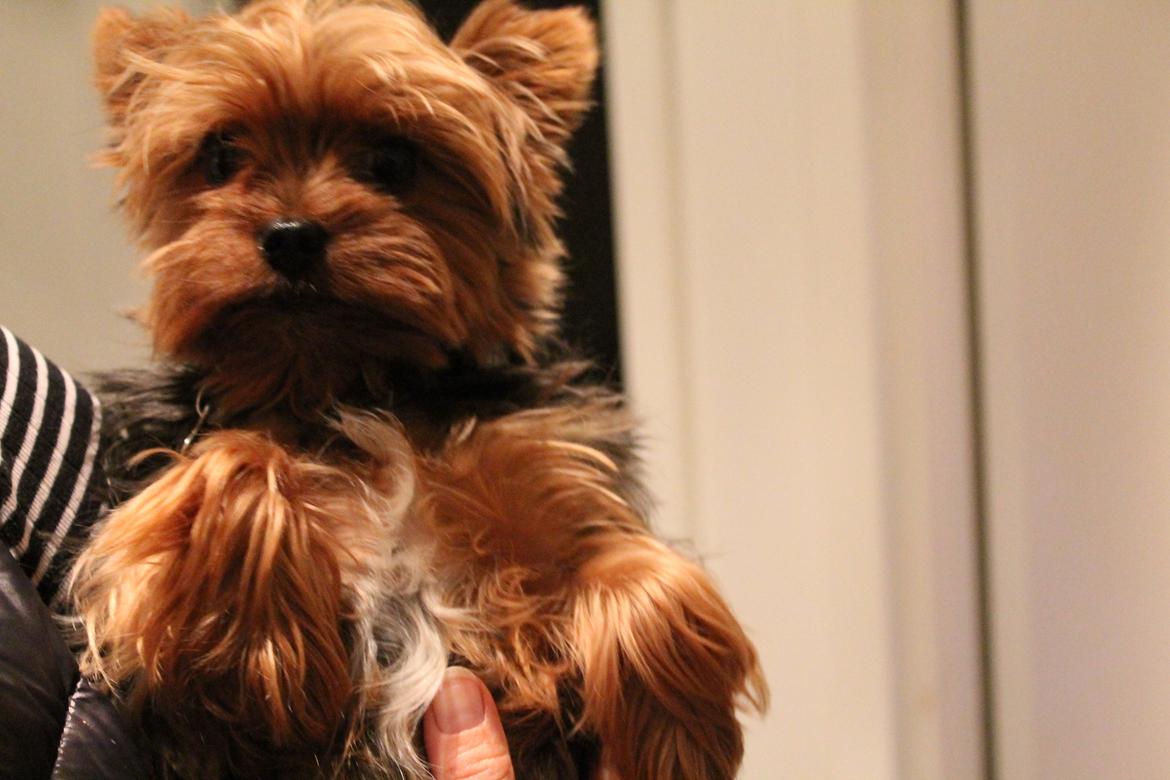 Yorkshire terrier Nemo billede 4