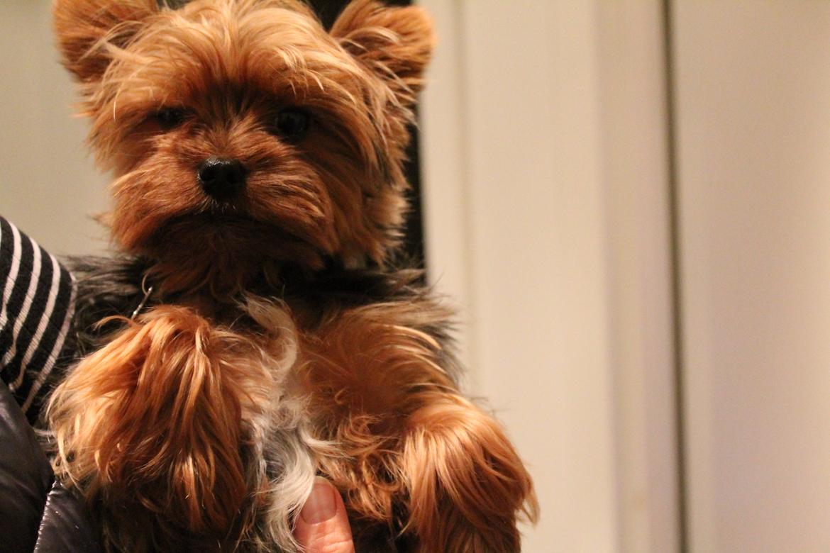 Yorkshire terrier Nemo billede 5