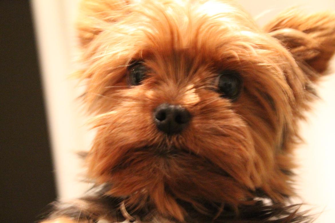 Yorkshire terrier Nemo billede 6