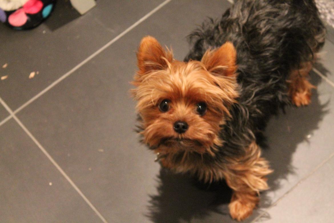 Yorkshire terrier Nemo billede 7