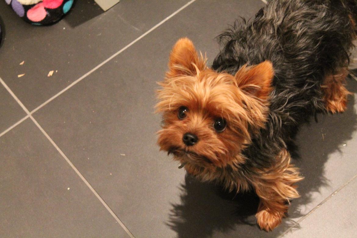 Yorkshire terrier Nemo billede 8