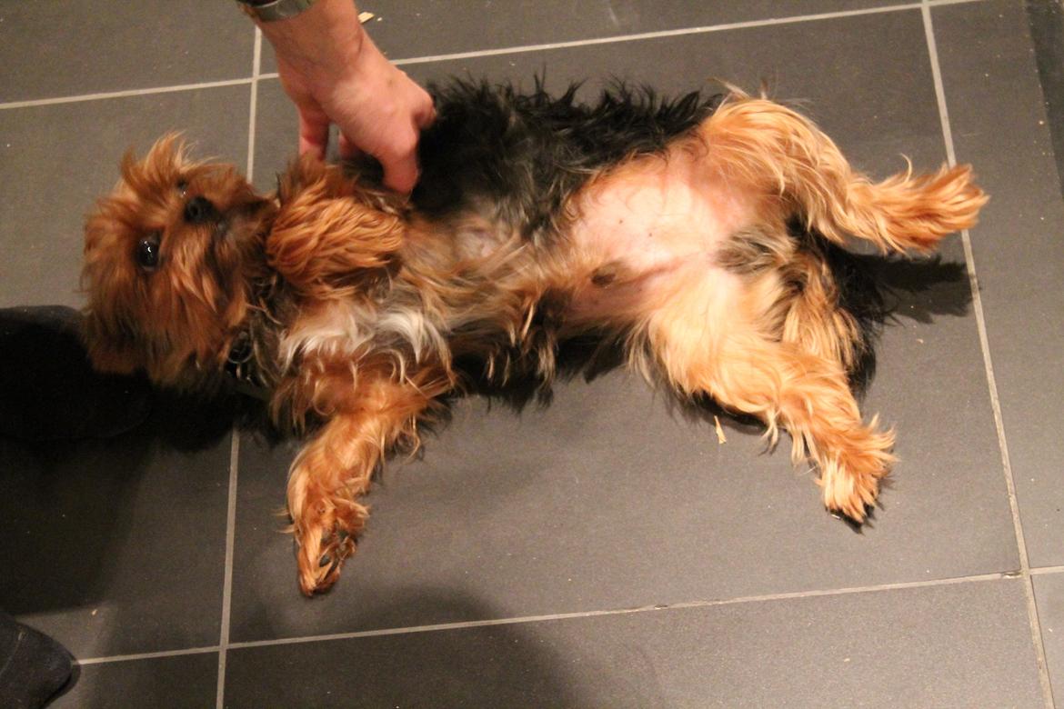 Yorkshire terrier Nemo billede 9