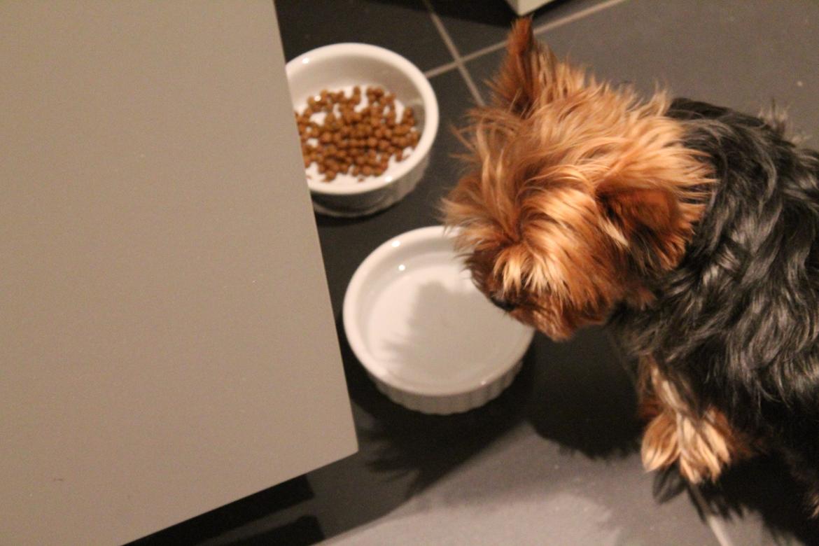 Yorkshire terrier Nemo billede 10