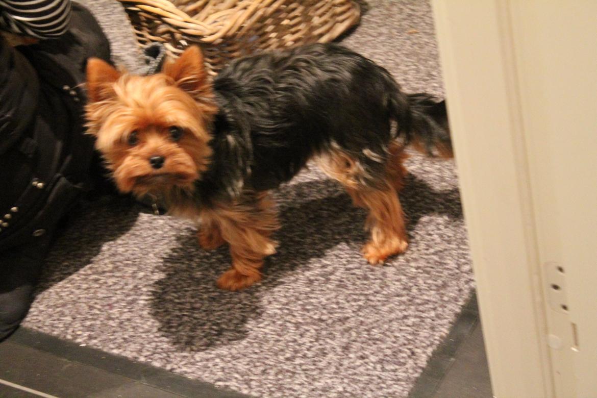Yorkshire terrier Nemo billede 11