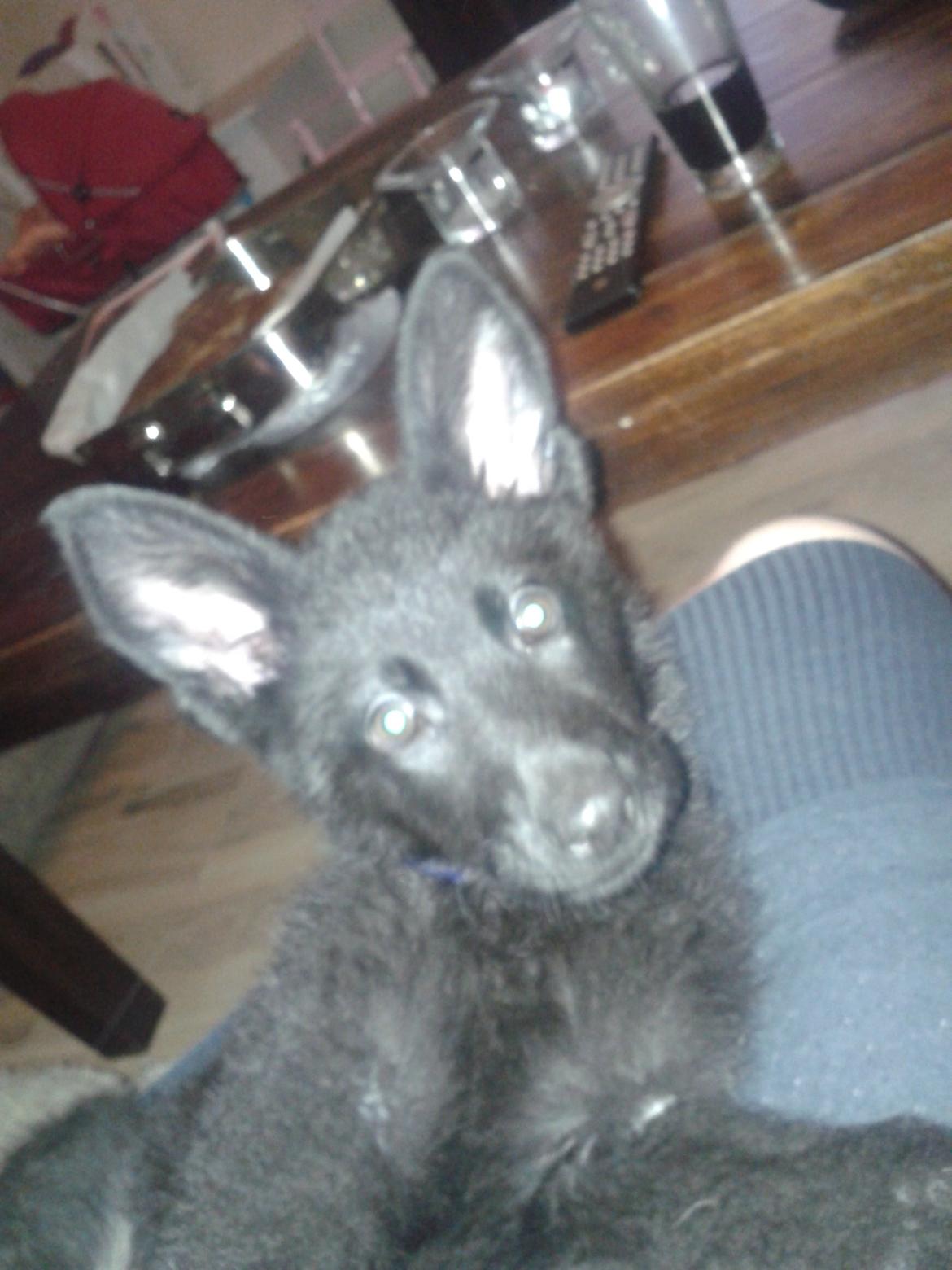 Schæferhund Jen-Ager's Dax billede 6