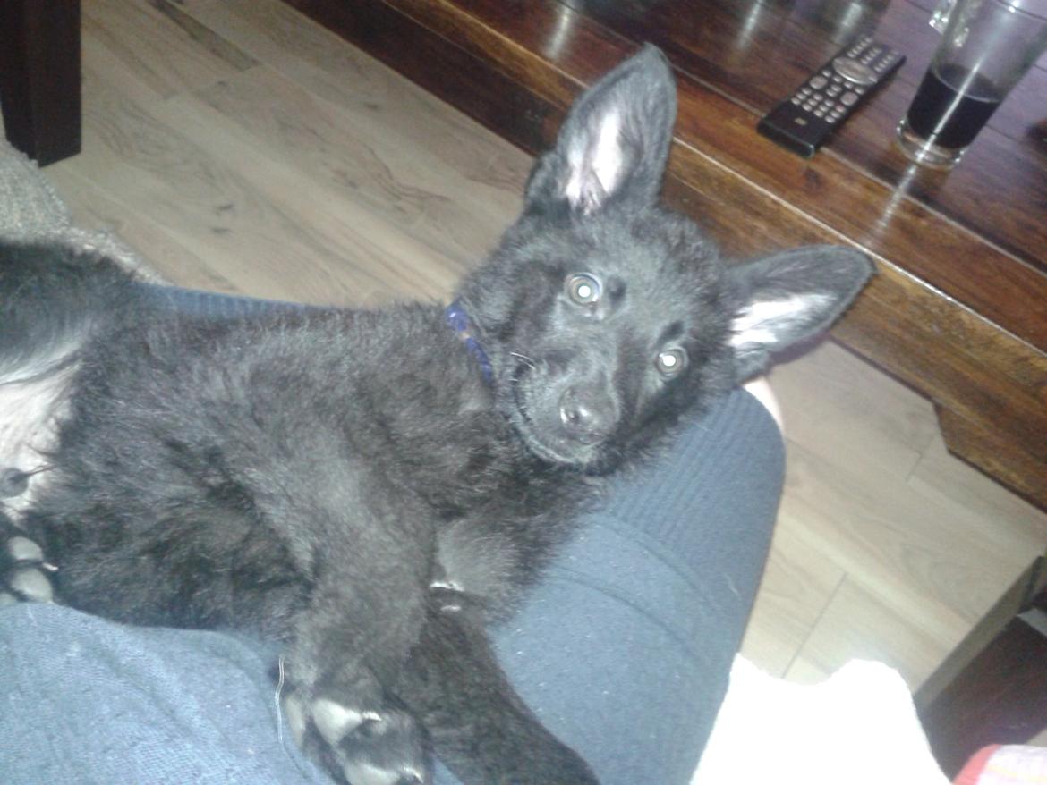 Schæferhund Jen-Ager's Dax billede 7