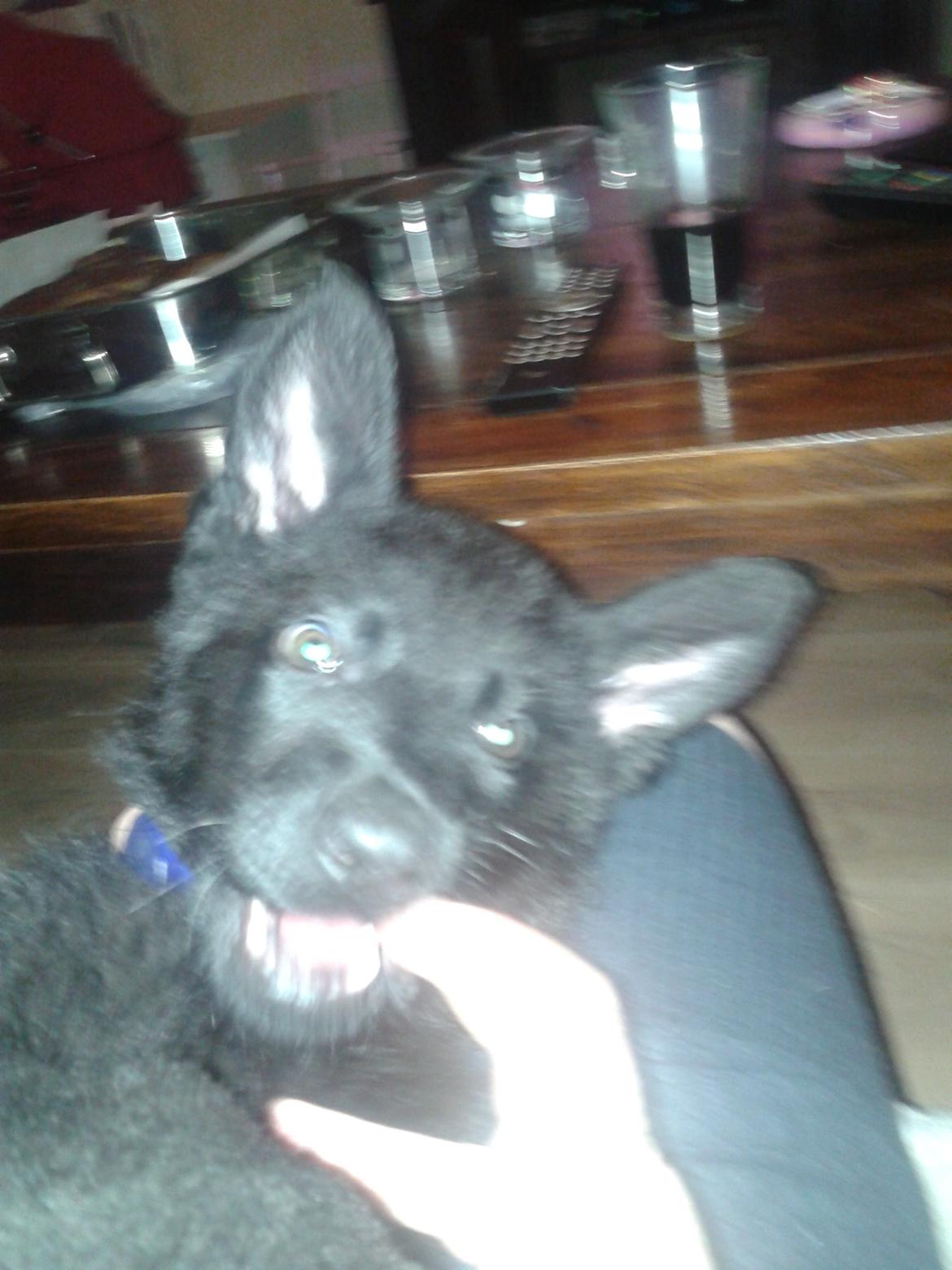 Schæferhund Jen-Ager's Dax billede 8