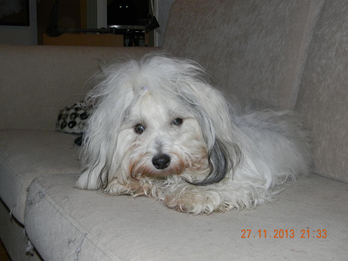 Coton de tulear Ziira billede 8