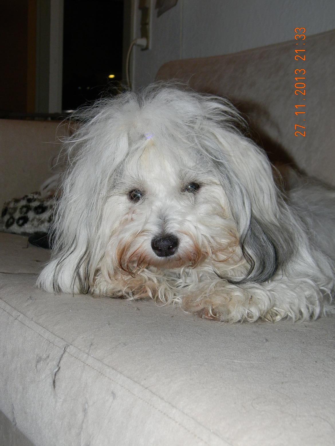 Coton de tulear Ziira billede 10