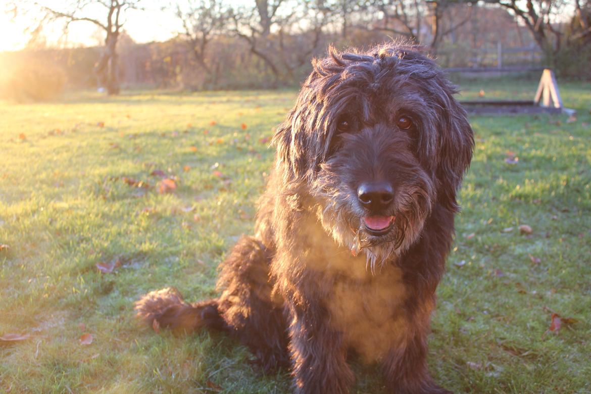 Blanding af racer Snuffe - Søde hund i det dejlige lys! Foto: mig billede 9