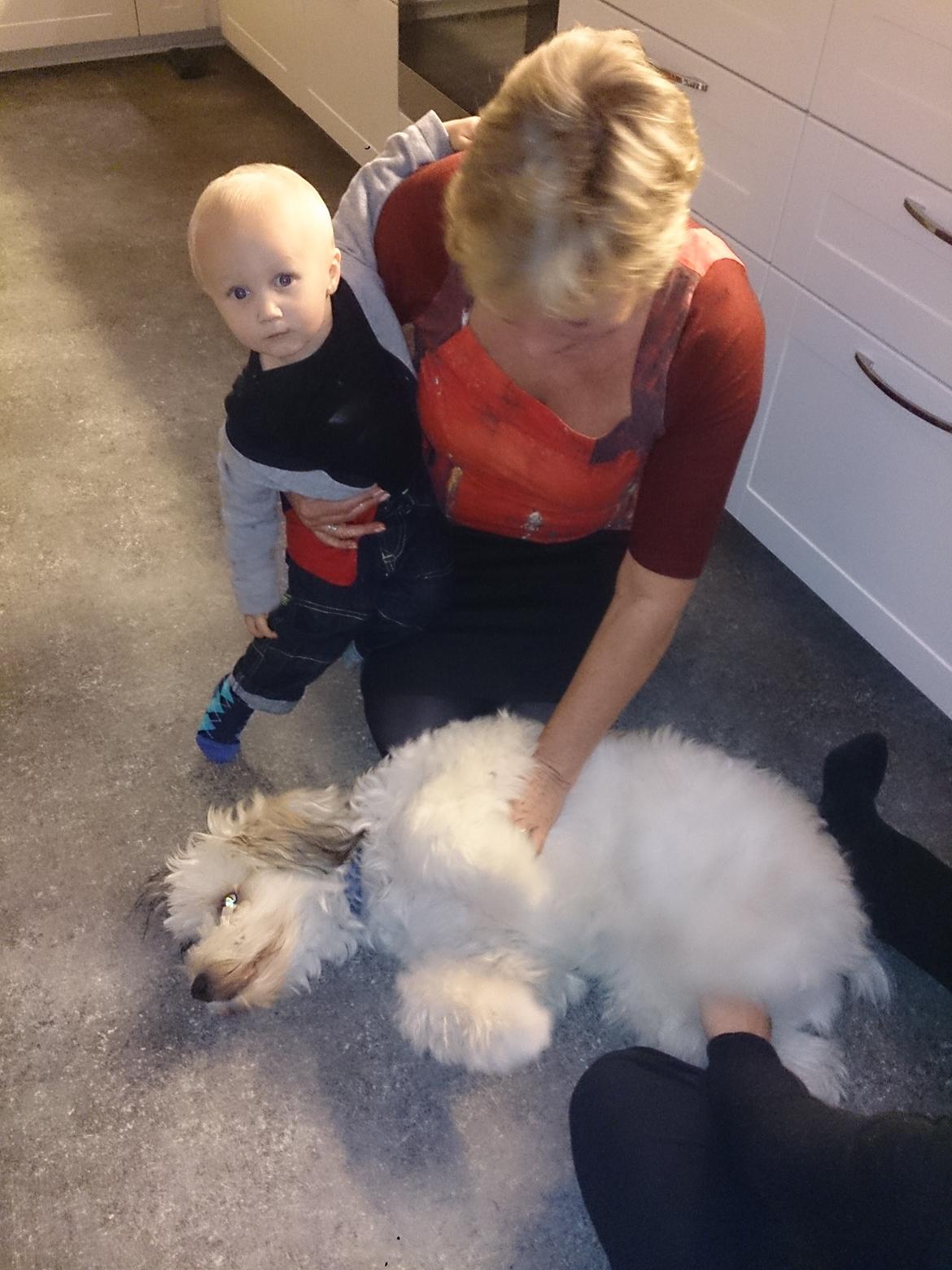 Blanding af racer Sofus *GRÆSK GADEHUND* billede 9