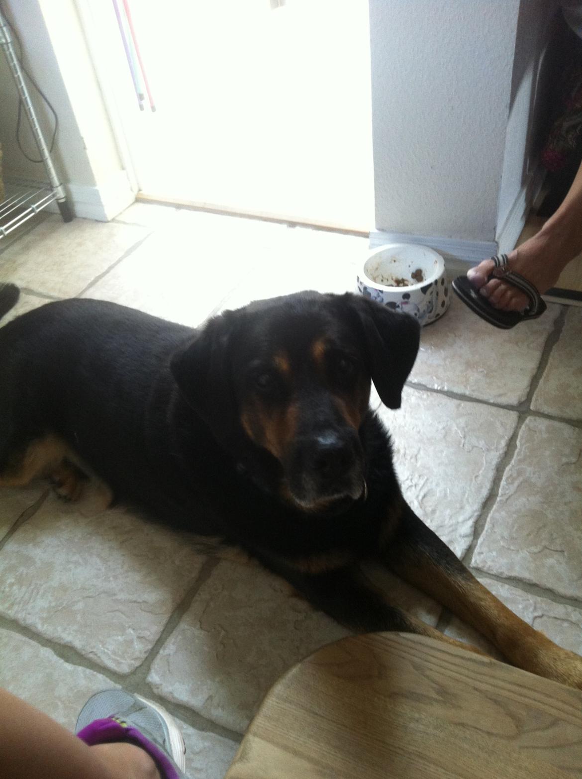 Blanding af racer ib billede 1