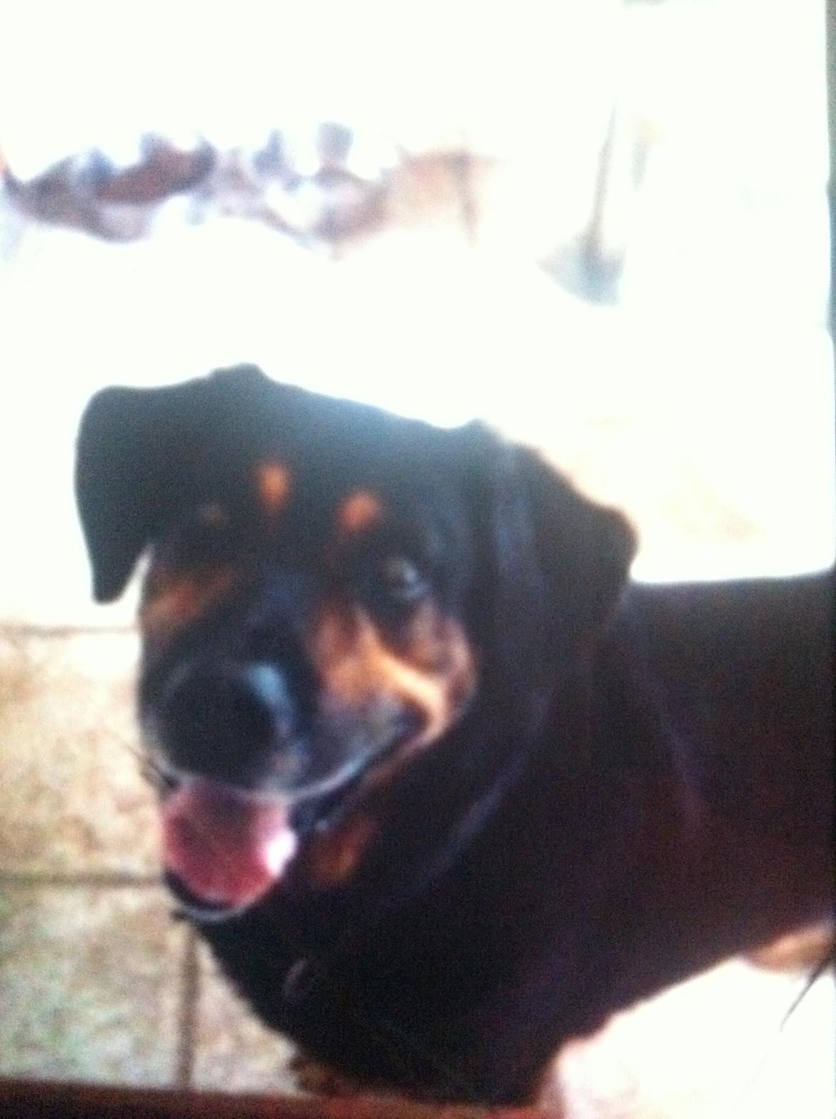 Blanding af racer ib billede 5