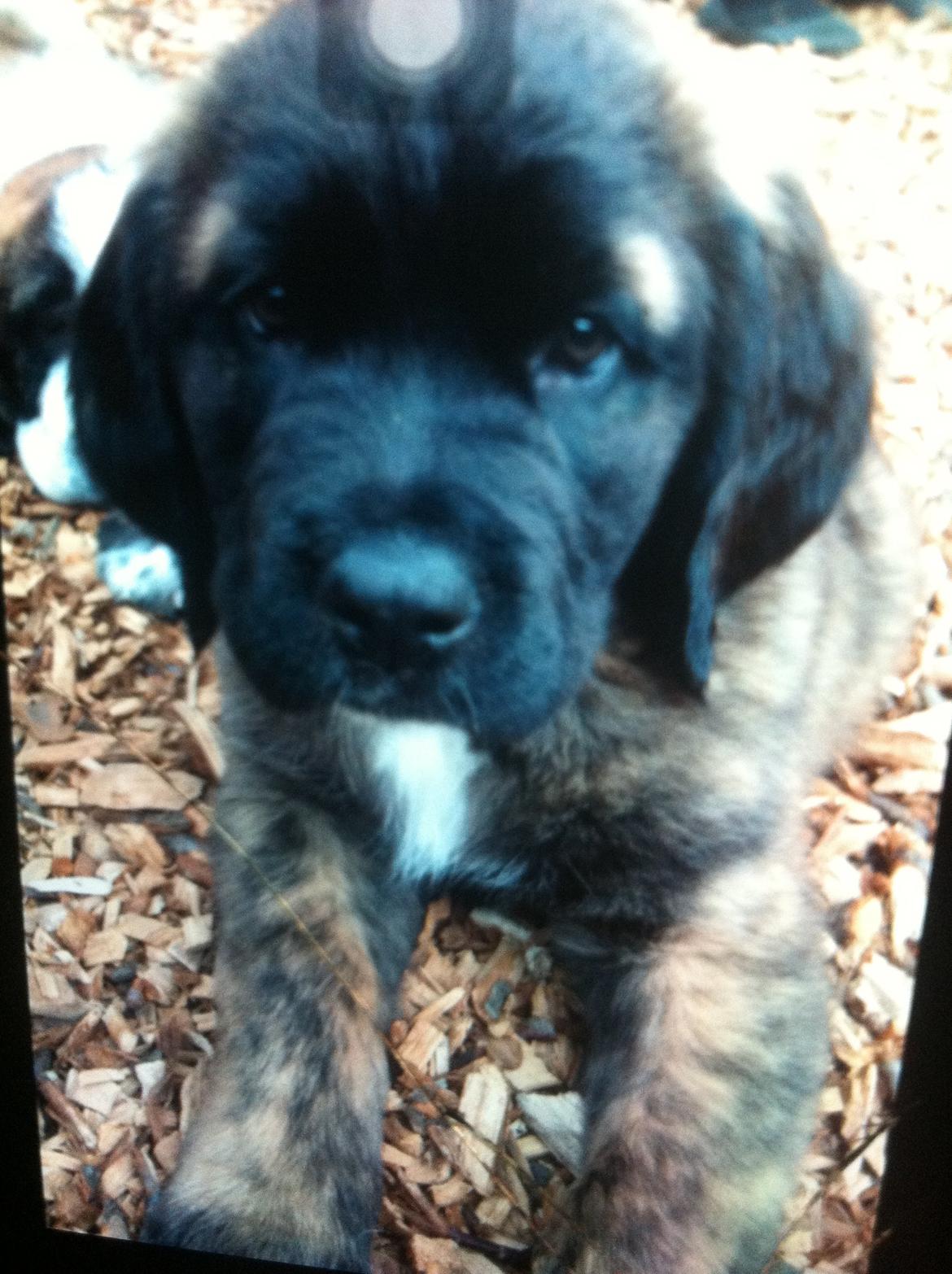 Blanding af racer bent billede 1