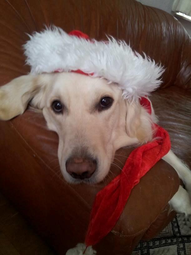 Golden retriever Charlie - Så er vi klar til jul :-) billede 2